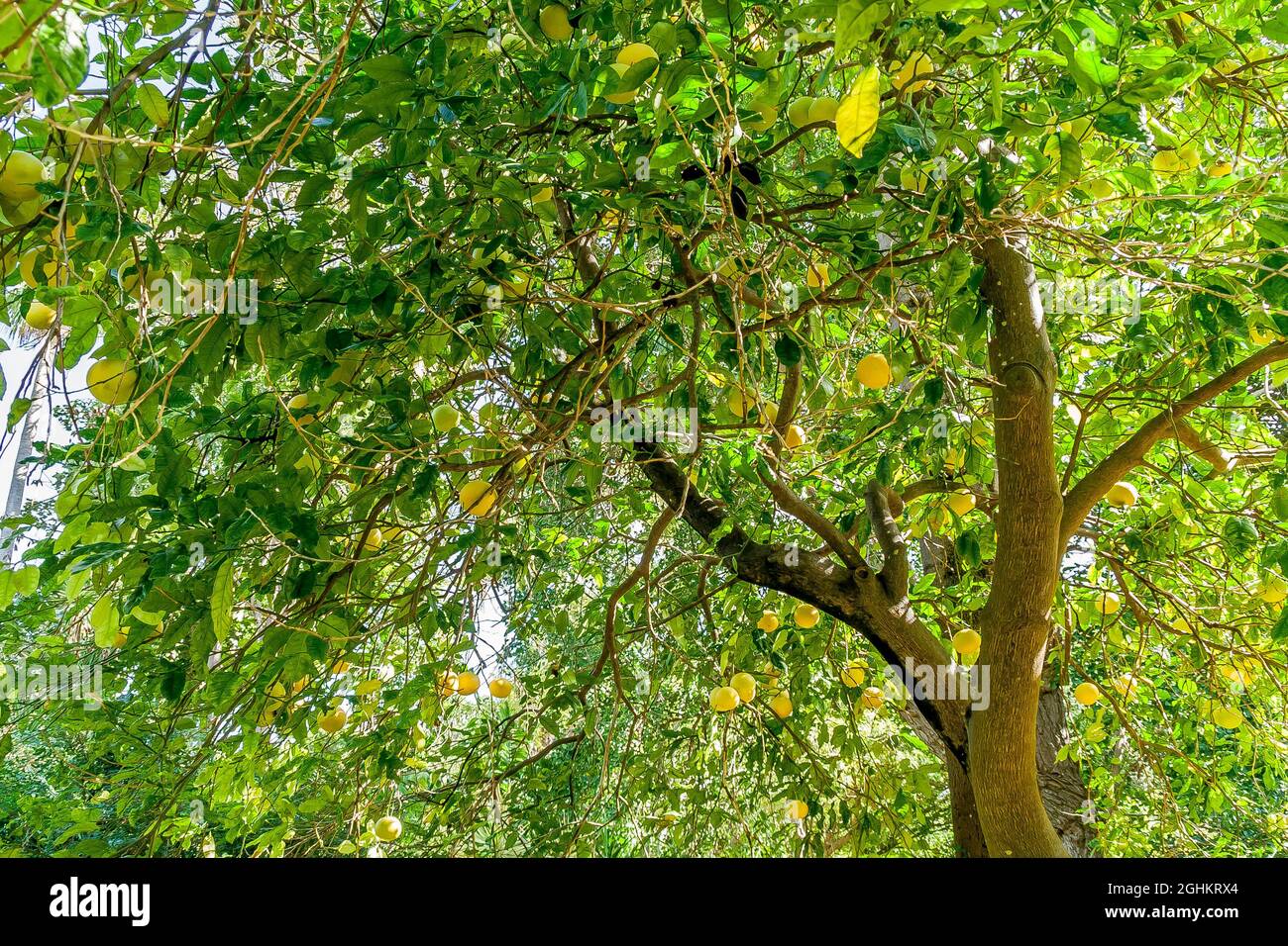 Citrus Maxima Stock Photo Alamy