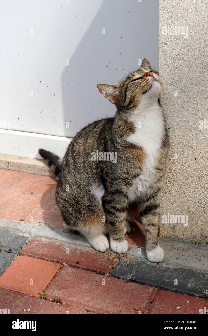 Cute tabby mongrel cat with grey, brown and white fur colors, sitting on pavement and rubbing delighted against house wall in the sunlight Stock Photo