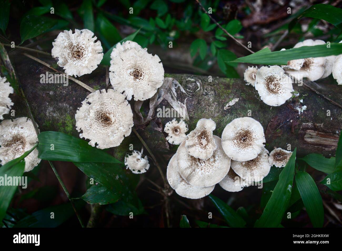 Lentinus crinitus genus of fungi in the family Polyporaceae Stock Photo