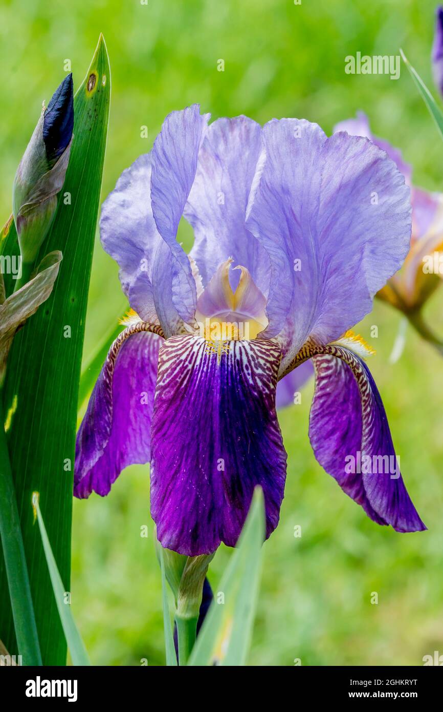 Iris Germanica 'Mme Henri Cayeux' Cayeux 1924 Stock Photo Alamy