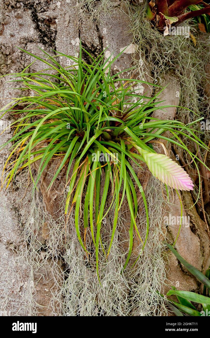Tillandsia Sp High Resolution Stock Photography and Images - Alamy