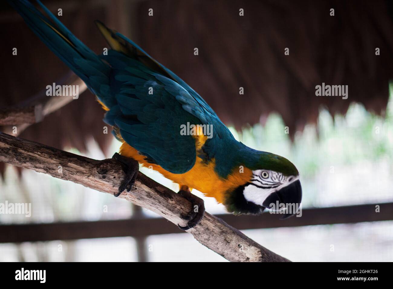 Parrot in captivity Stock Photo Alamy
