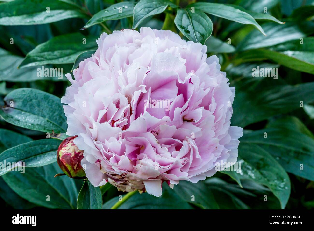 Peony ‘Mons. Jules Elie’ in bloom in a garden Stock Photo - Alamy