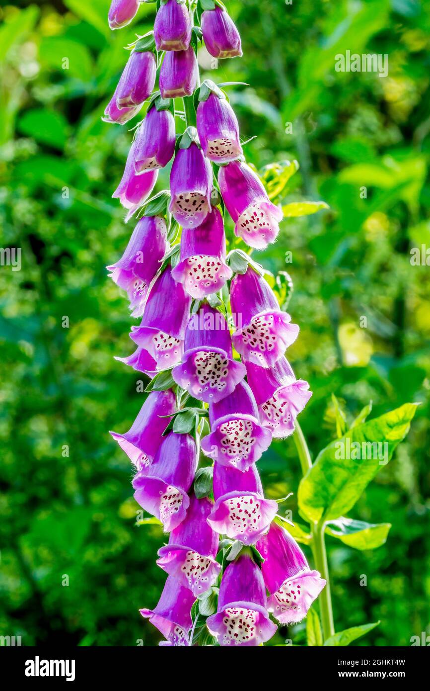 Digitalis flava hires stock photography and images Alamy