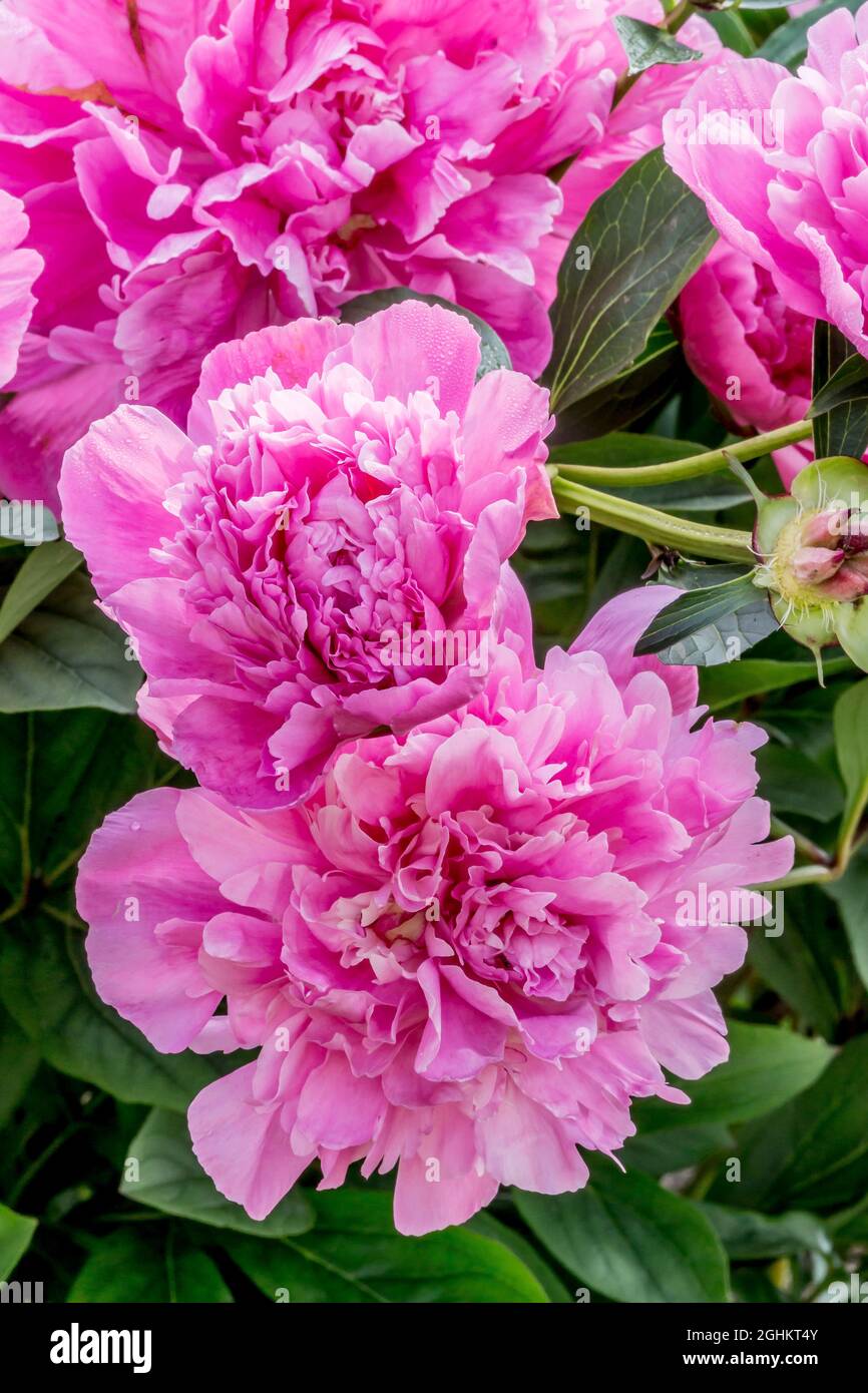Peony 'Auguste Dessert' in bloom in a garden Stock Photo Alamy