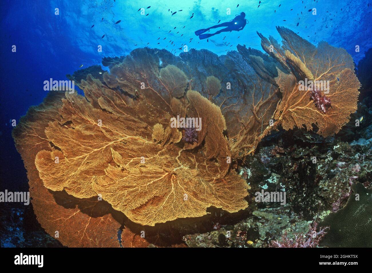 Taucherin betrachtet Fächerkoralle (Annella mollis), Hornkoralle, Gorgonia, Rotes Meer, Indischer Ozean, Indopazifik, Pazifik Stock Photo