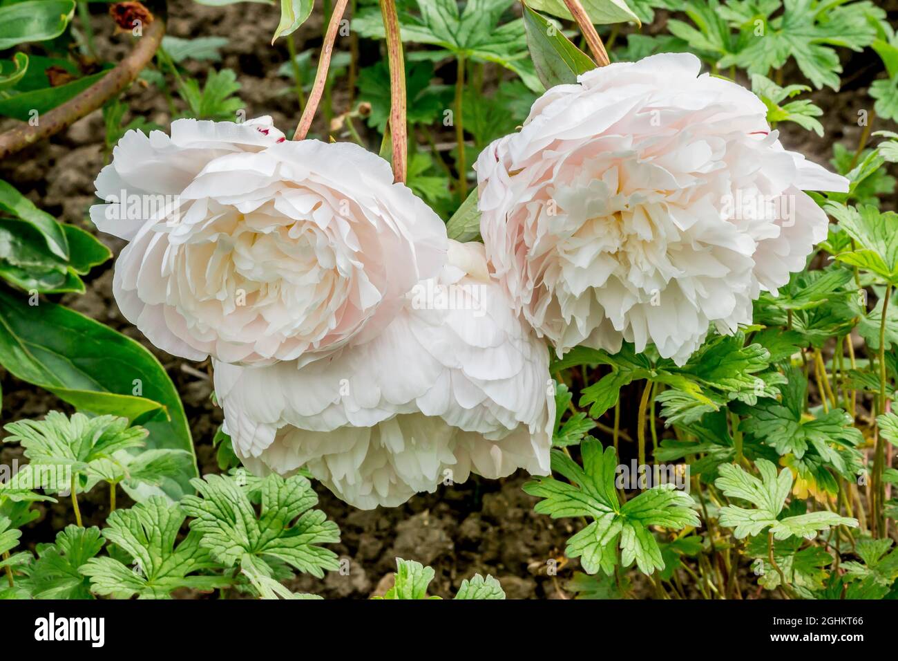 Peony 'Doris Cooper' in bloom in a garden Stock Photo - Alamy