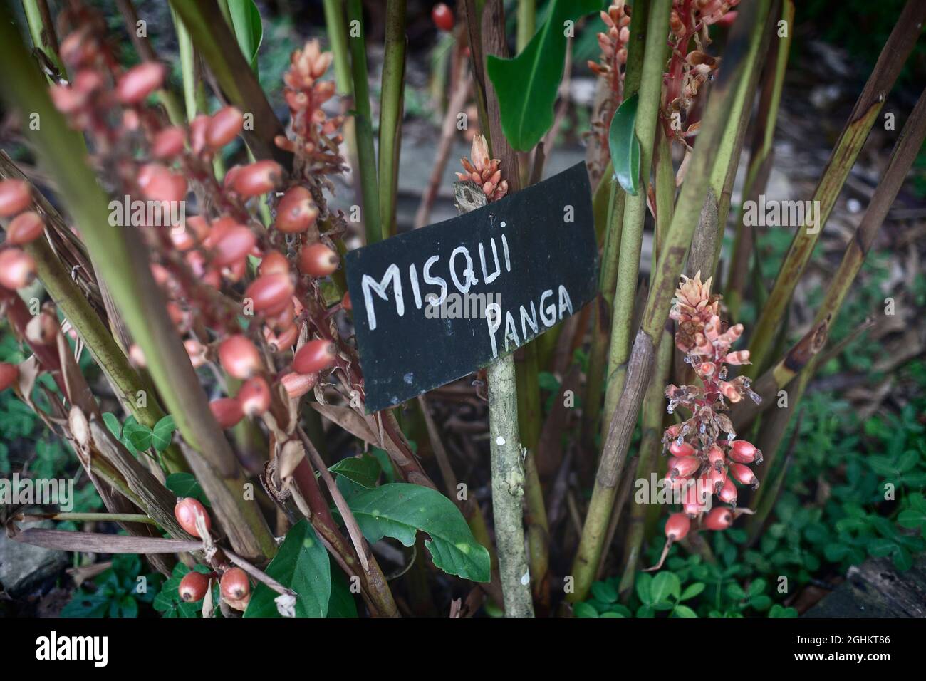 Renealmia alpinia misqui panga or michiquipanga, medicinal plant from peruvian rainforest. Stock Photo