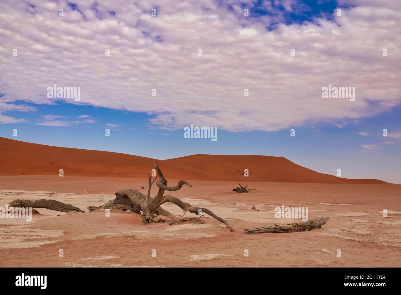 The red desert, dead trees, and tourists hiking in the sand dunes ...