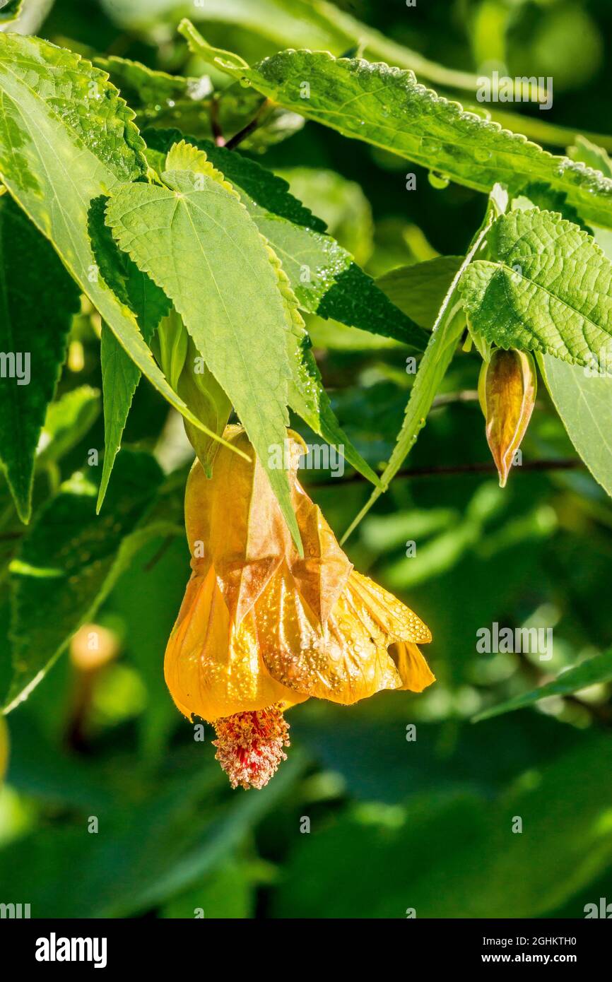 Abutilon ‘Kentish Belle’ Stock Photo - Alamy