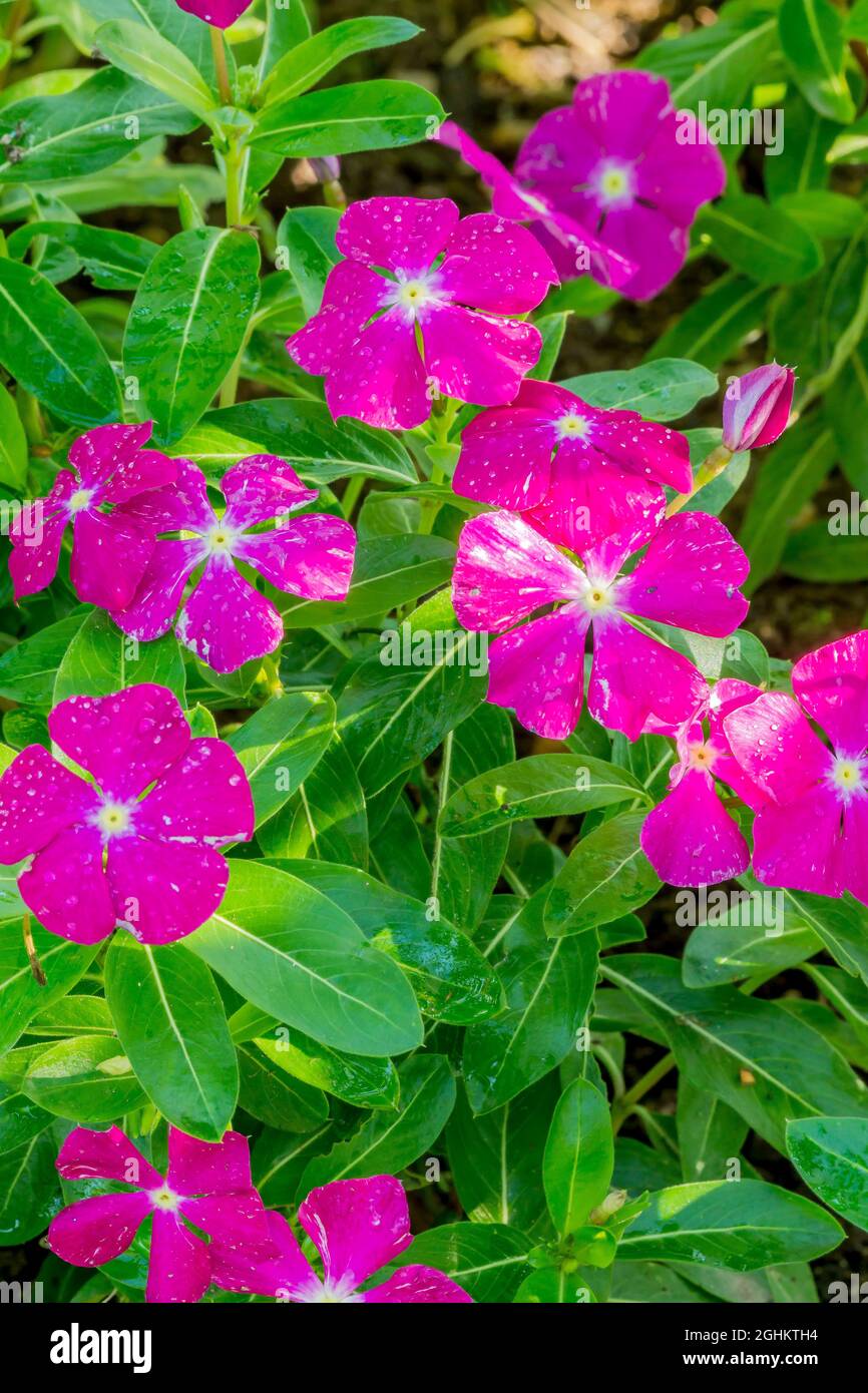 Vinca Heat Wave Raspberry Vinca roseus 'Vitesse Raspberry' Stock Photo - Alamy