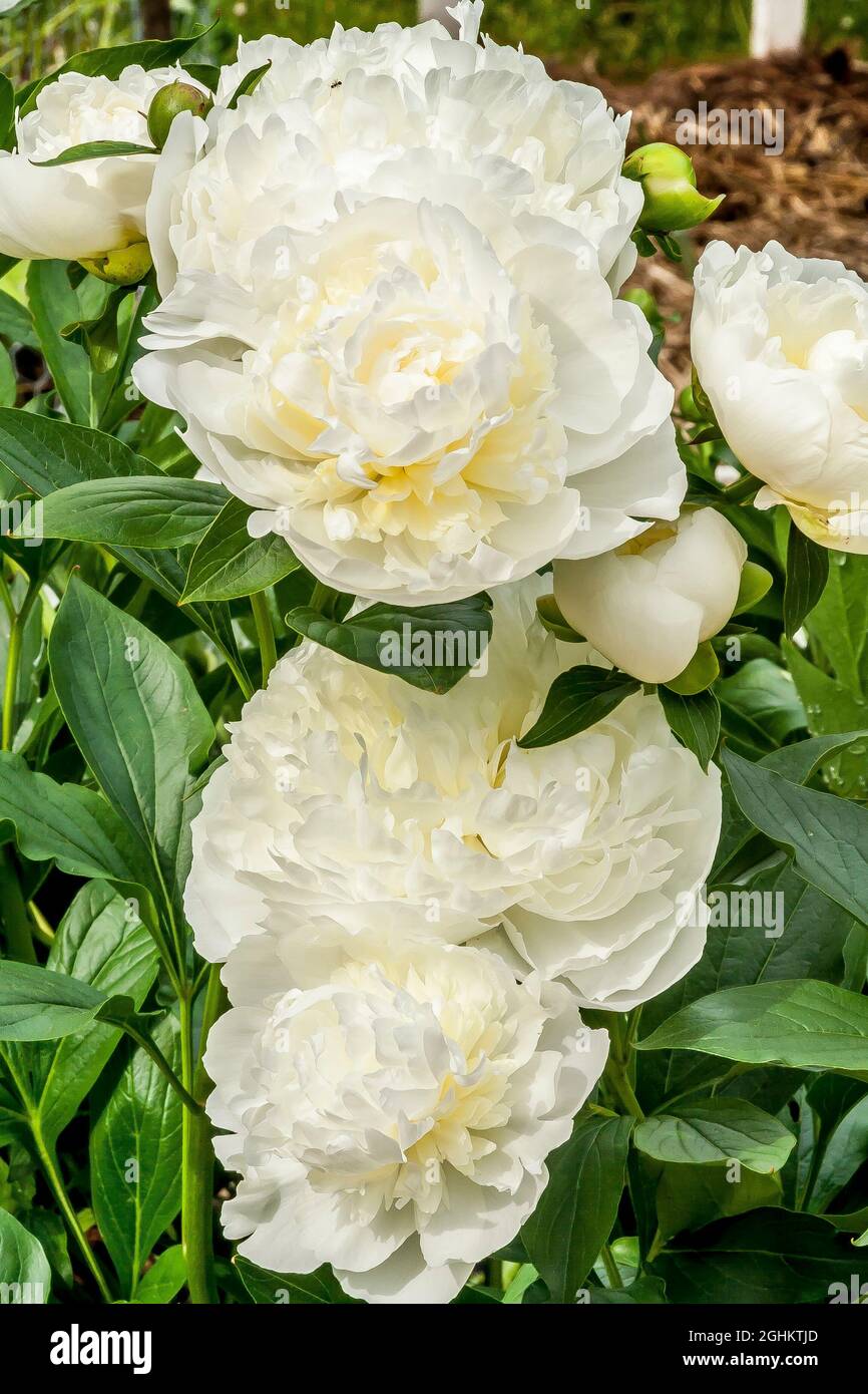 Peony 'Solange' in bloom in a garden Stock Photo