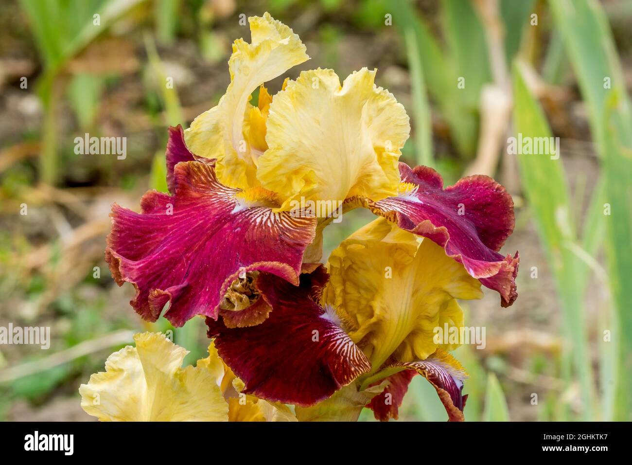 Iris Germanica 'Brasero' Cayeux 1995 Stock Photo Alamy