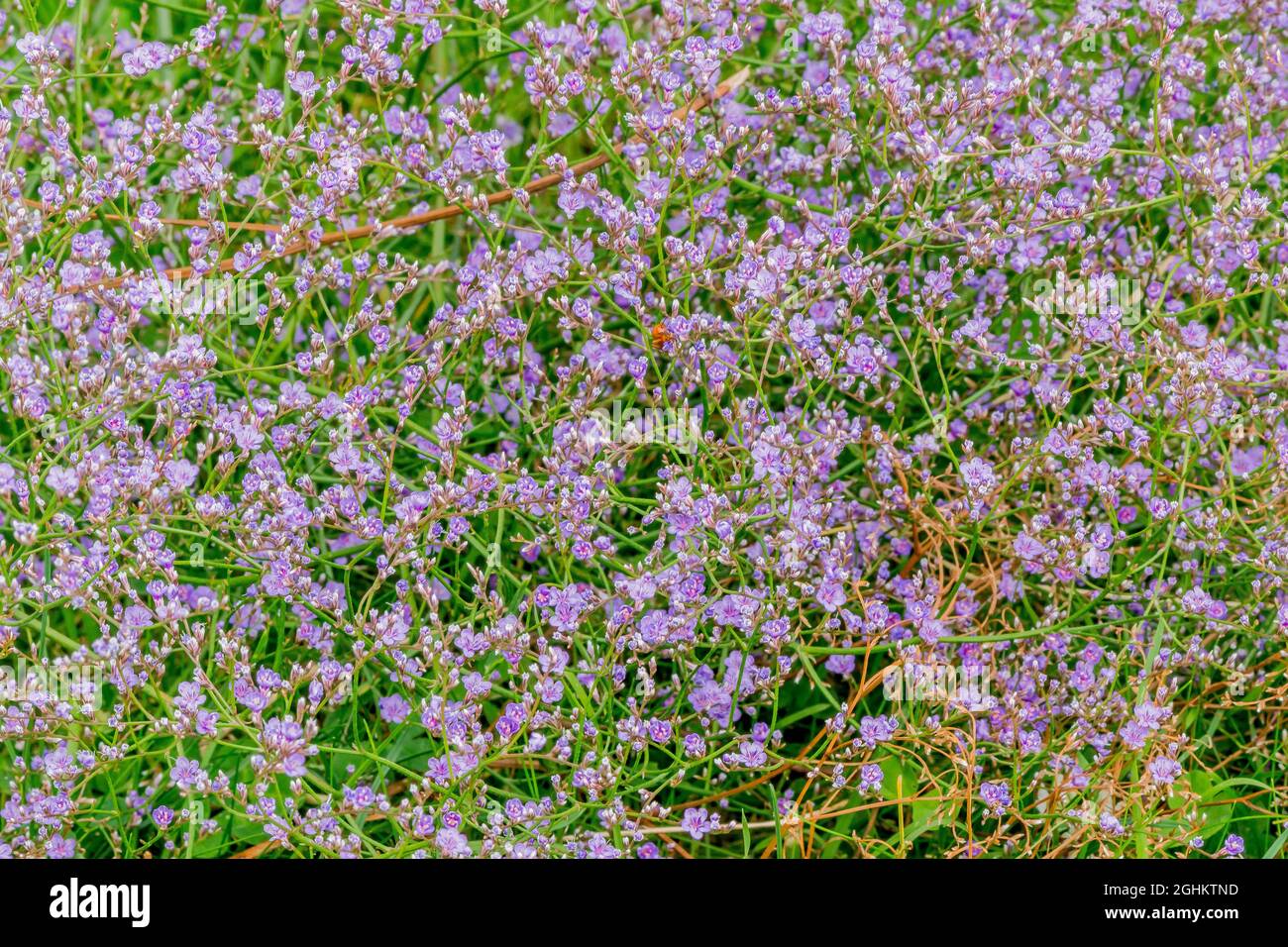 Florists sea lavender limonium latifolium hi-res stock photography and ...