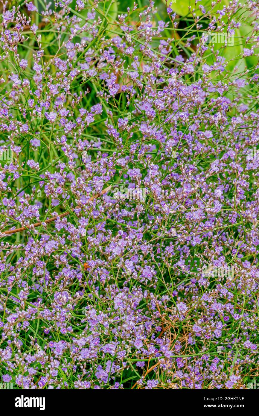 Florists sea lavender limonium latifolium hi-res stock photography and ...