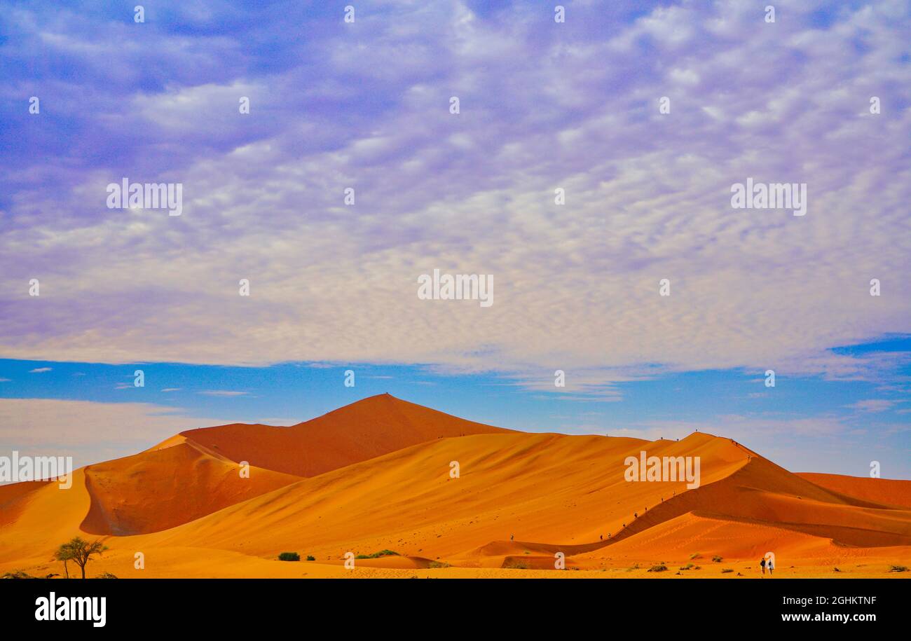 The red desert, dead trees, and tourists hiking in the sand dunes ...