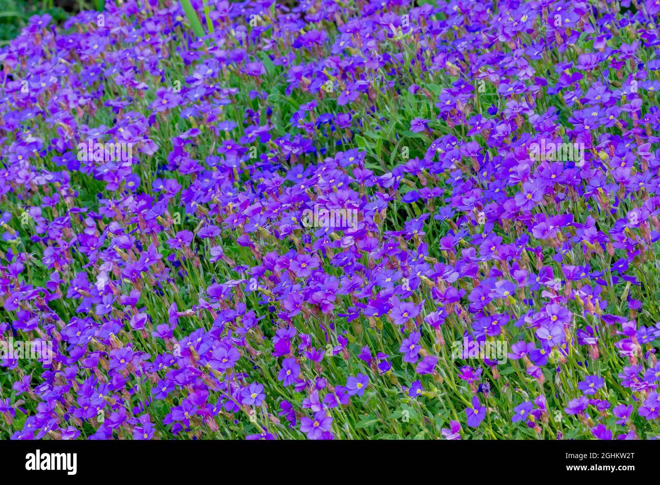 Aubrieta deltoides 'Cascade Blue' Stock Photo Alamy
