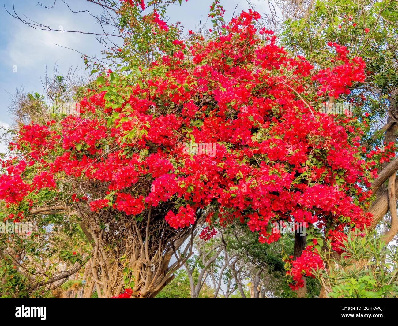 Bougainvillea buttiana 'San Diego Rouge' Stock Photo