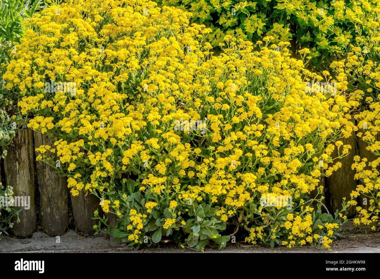 Alyssum saxatile goldkugel hi-res stock photography and images - Alamy