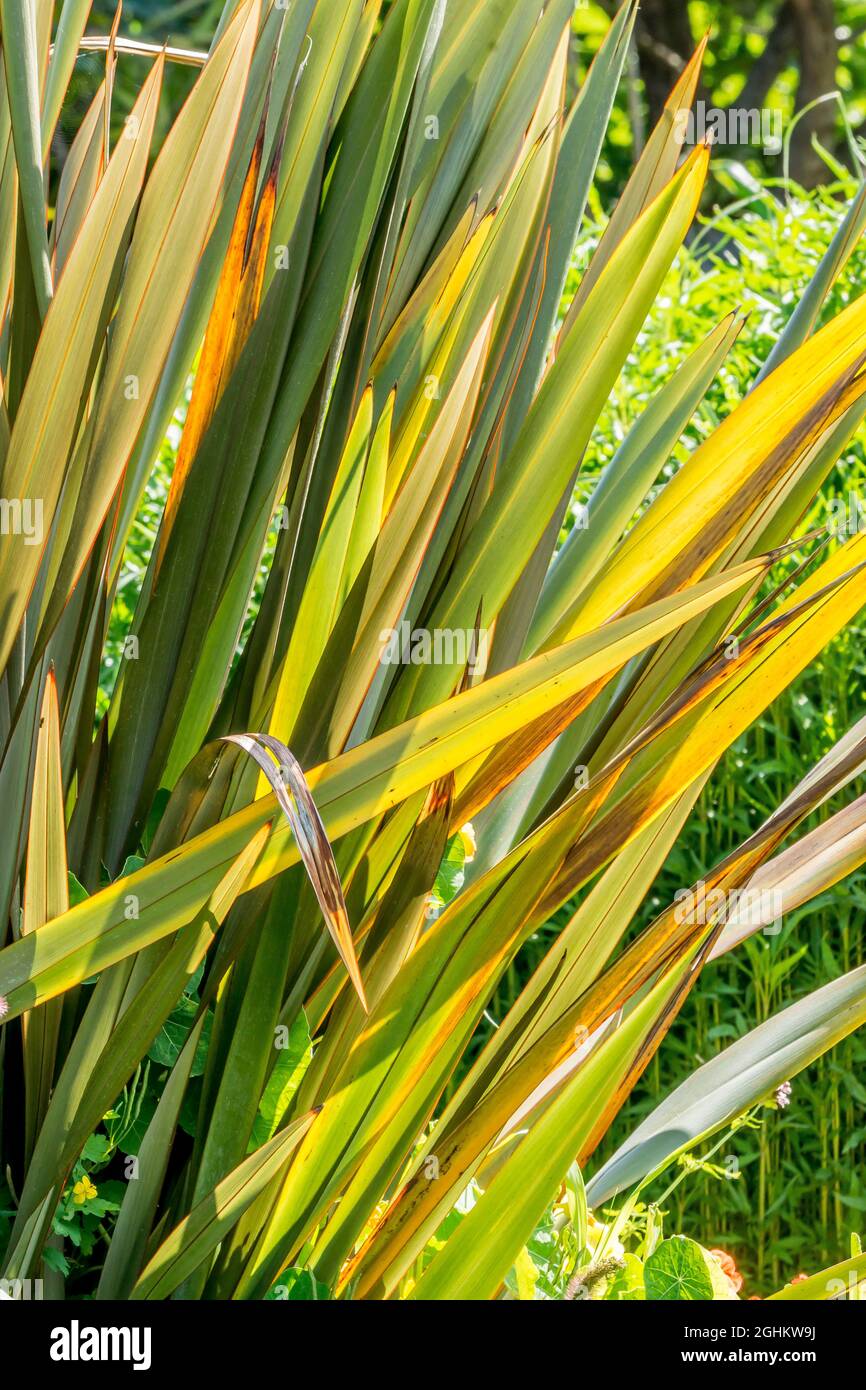 Phormium tenax ?Tom Thumb Stock Photo Alamy