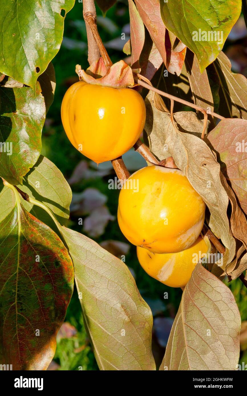 Diospyros kaki 'Hachiya' Stock Photo - Alamy