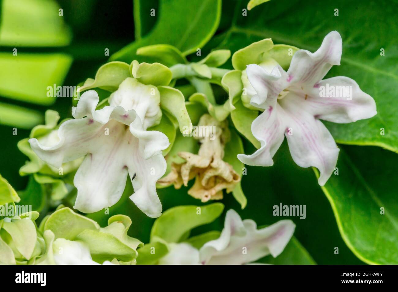 White Bladderflower Araujia Sericifera High Resolution Stock ...