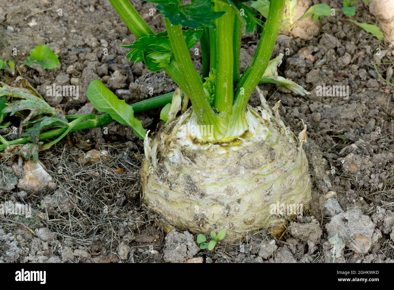 Celeri Rave High Resolution Stock Photography And Images Alamy