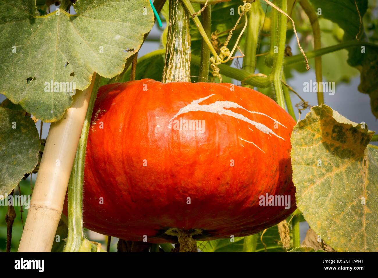 Potiron 'Rouge vif d'Etampes' Stock Photo - Alamy