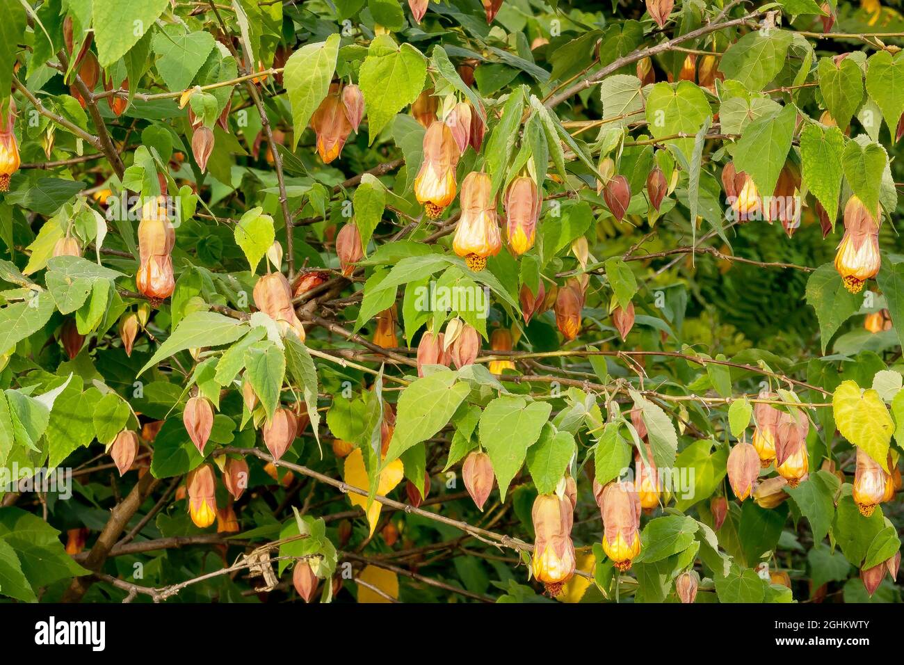 Abutilon 'Kentish Belle' Stock Photo Alamy