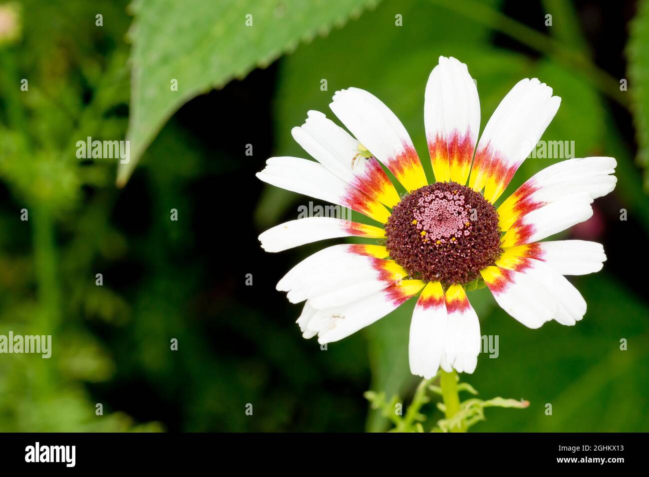 Chrysanthemum carinatum hi-res stock photography and images - Alamy