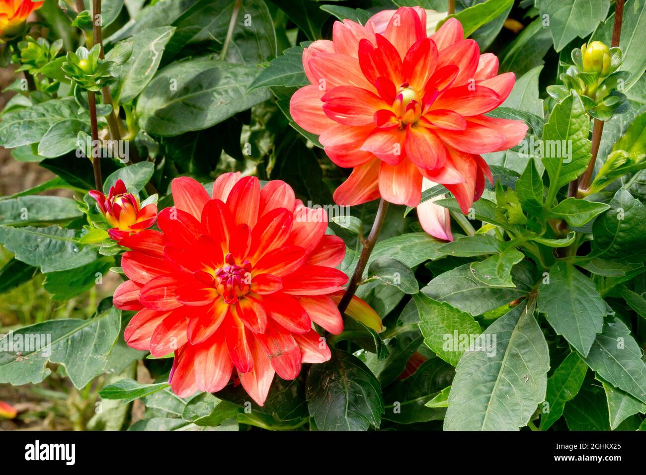 Dahlia Valentino in bloom in a garden Stock Photo - Alamy