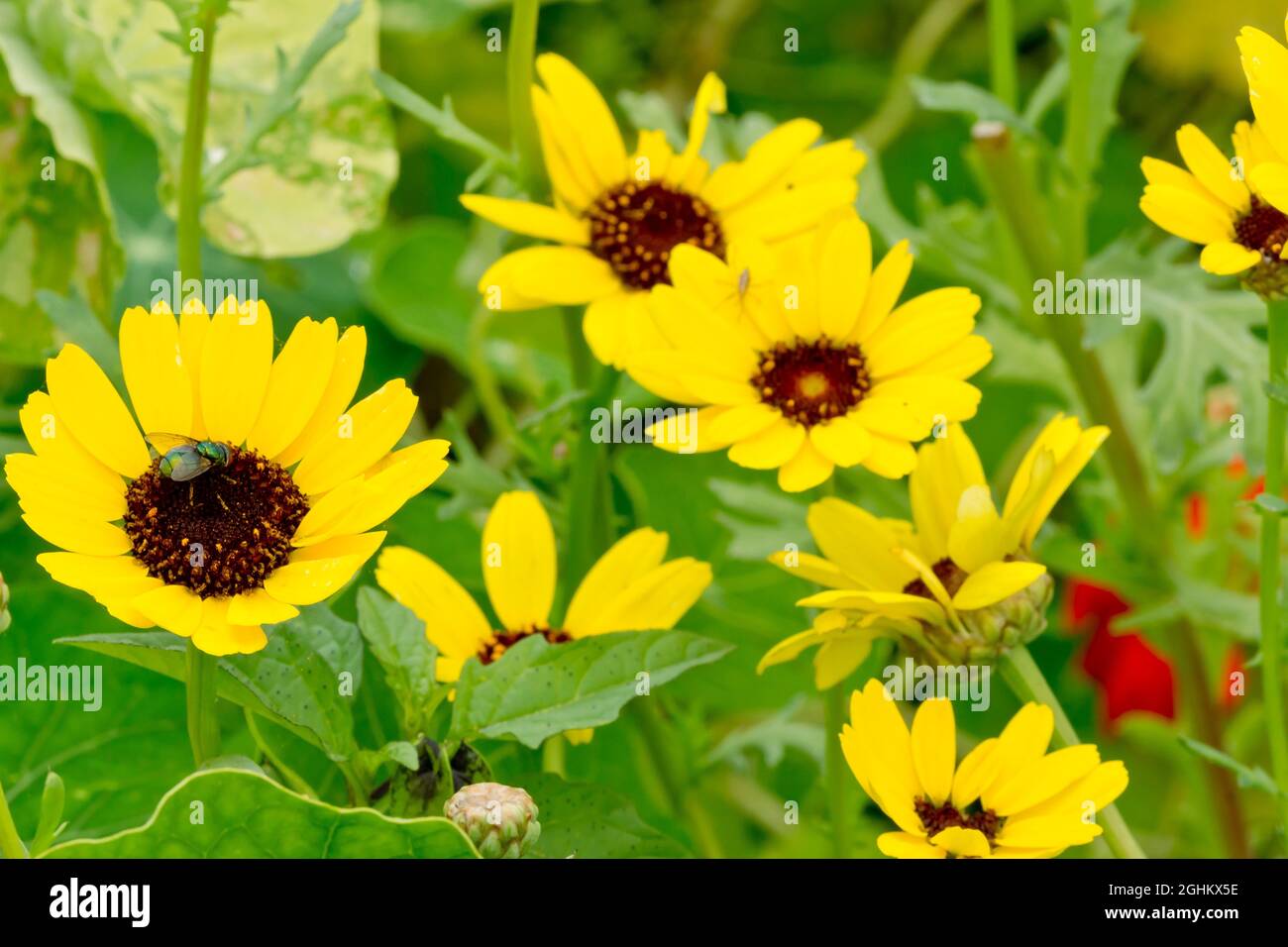 Chrysanthemum segetum 'Eldorado' Stock Photo
