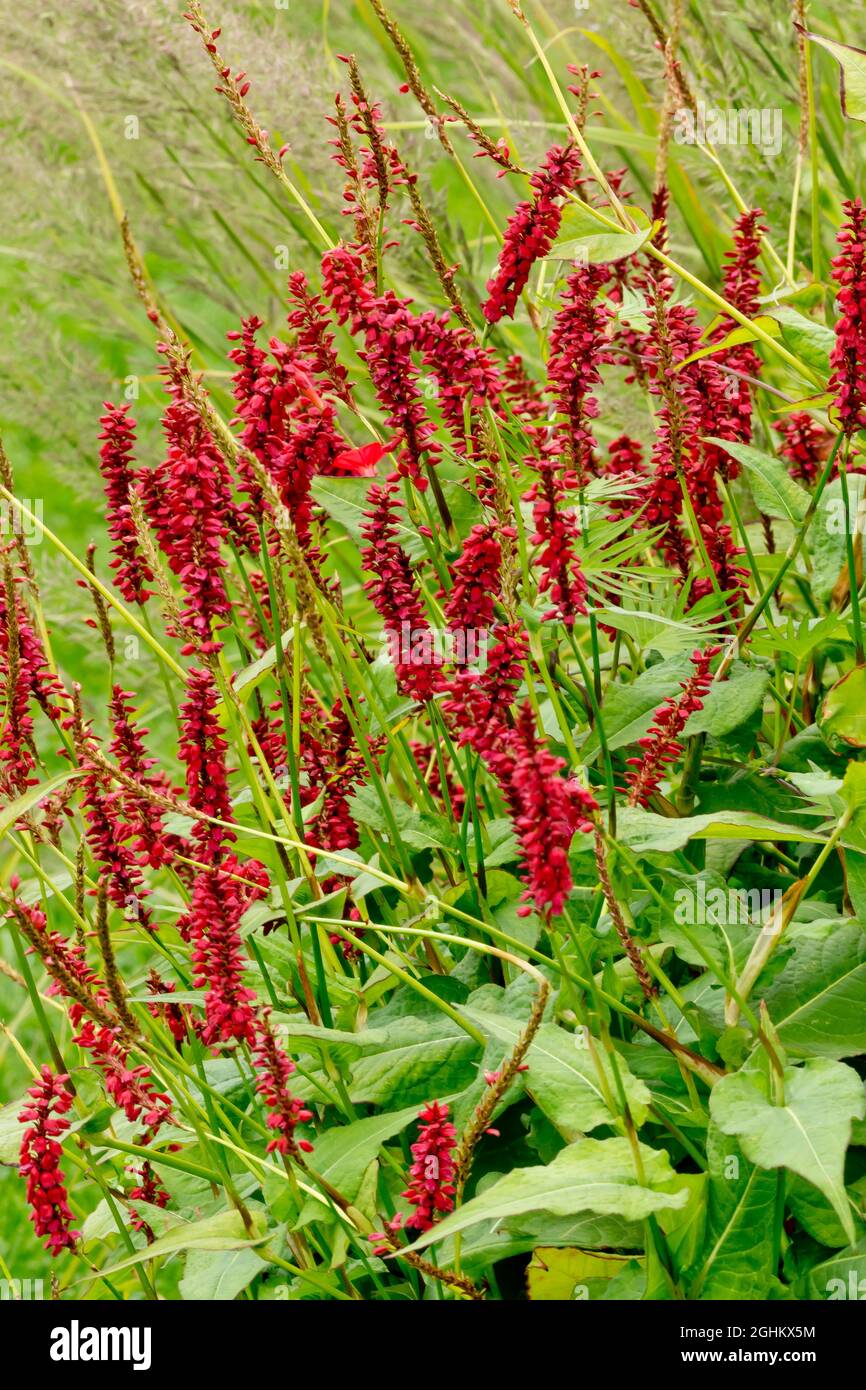 Persicaria amplexicaulis 'Firetail' Stock Photo - Alamy