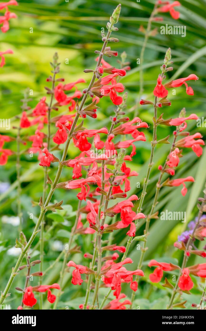 Salvia &amp;#39;Silke&amp;#39;s Dream&amp;#39; Stock Photo - Alamy