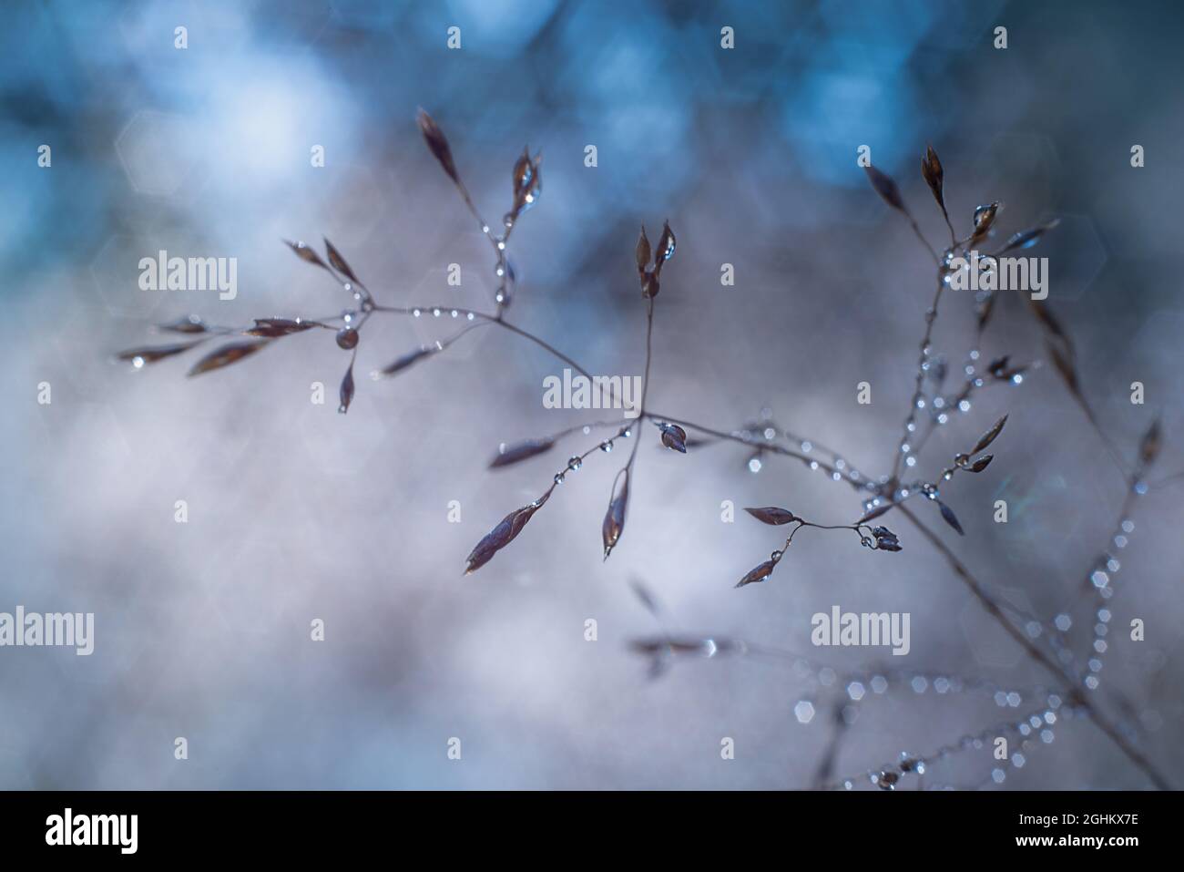 Frozen meadow plant, natural vintage winter background, macro image with sun shining Stock Photo