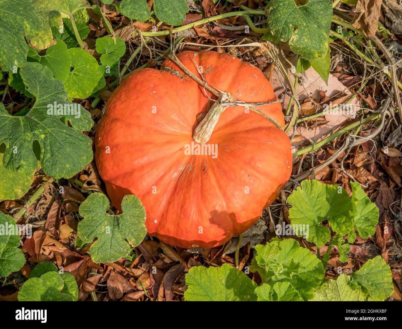 Potiron 'Rouge vif d'Etampes' Stock Photo - Alamy