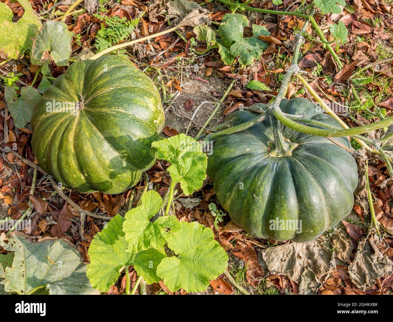 Courge musquee de Provence Stock Photo - Alamy