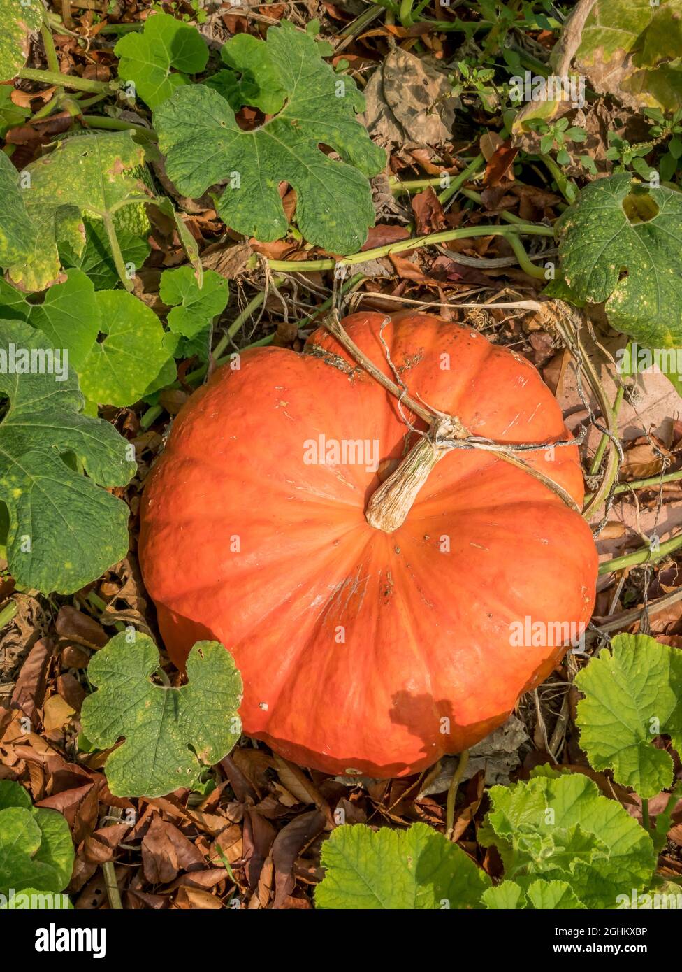 Potiron 'Rouge vif d'Etampes' Stock Photo - Alamy