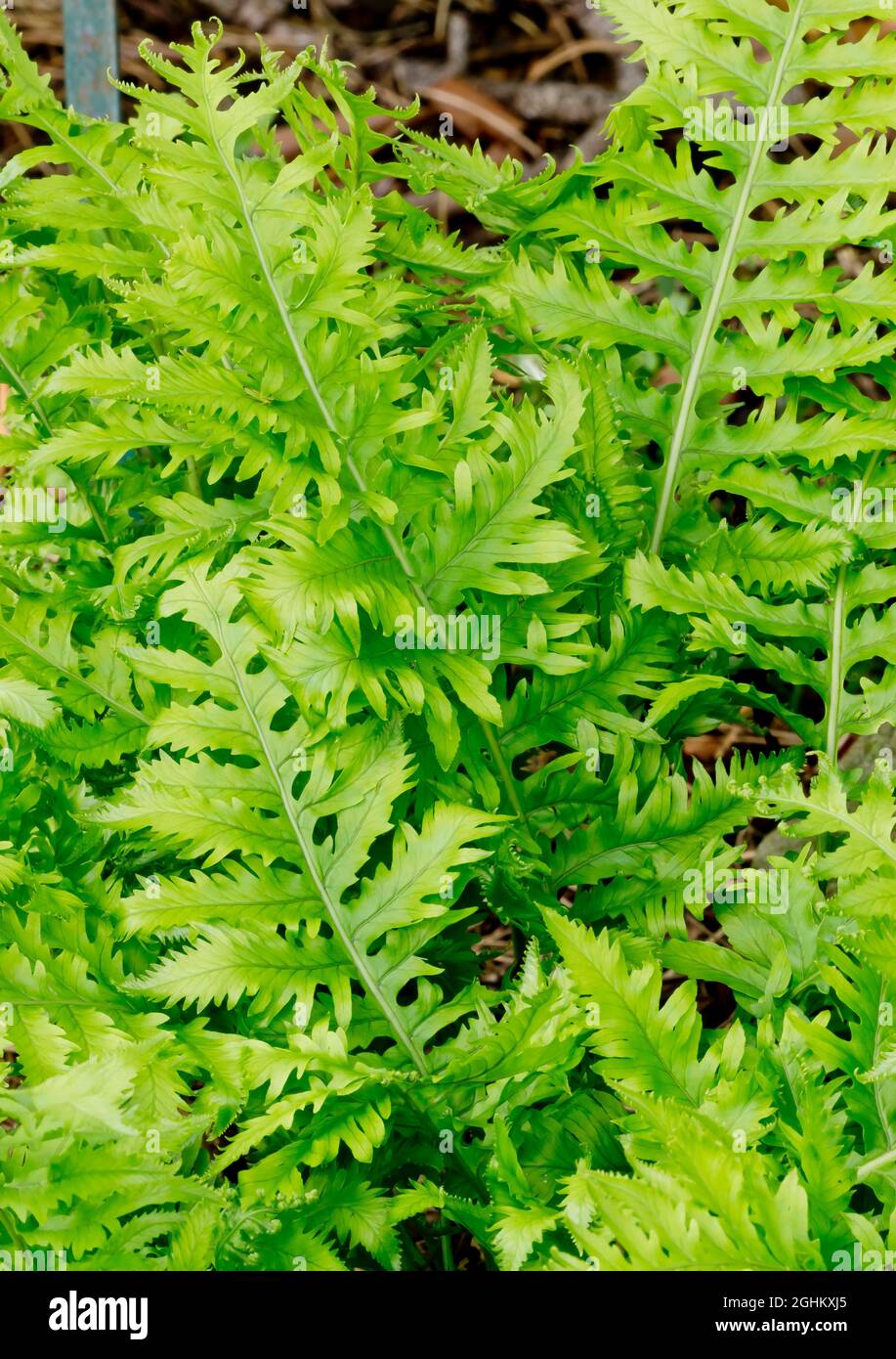 Polypodium cambricum 'Cristatum' Stock Photo