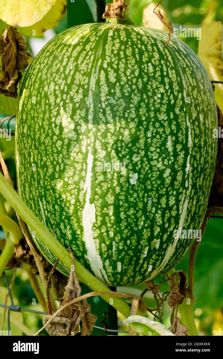 Courge De Siam Recettes Courge Siam Graines Sachet Semaille 27 Courge de Siam Stock Photo - Alamy