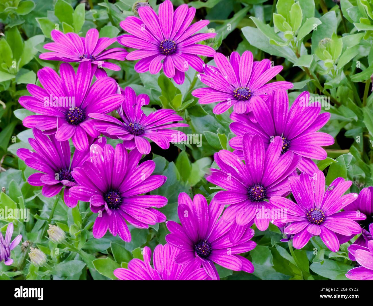 Osteospermum serenity purple hires stock photography and images Alamy