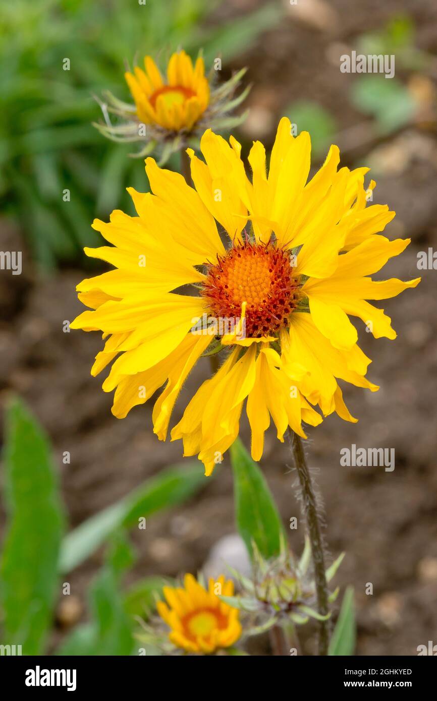 Gaillardia grandiflora ?Amber Wheels Stock Photo Alamy