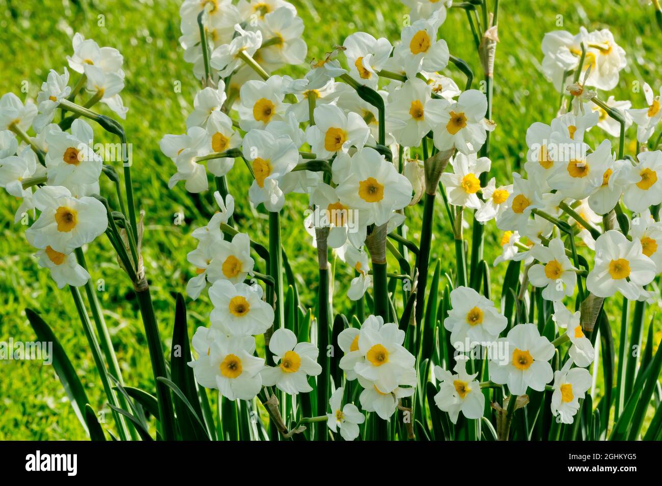 Narcissus tazetta 'Geranium' Stock Photo - Alamy