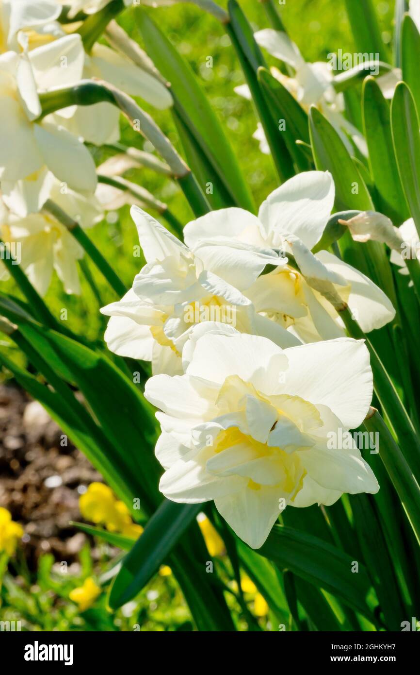 Narcissus unique daffodil hires stock photography and images Alamy