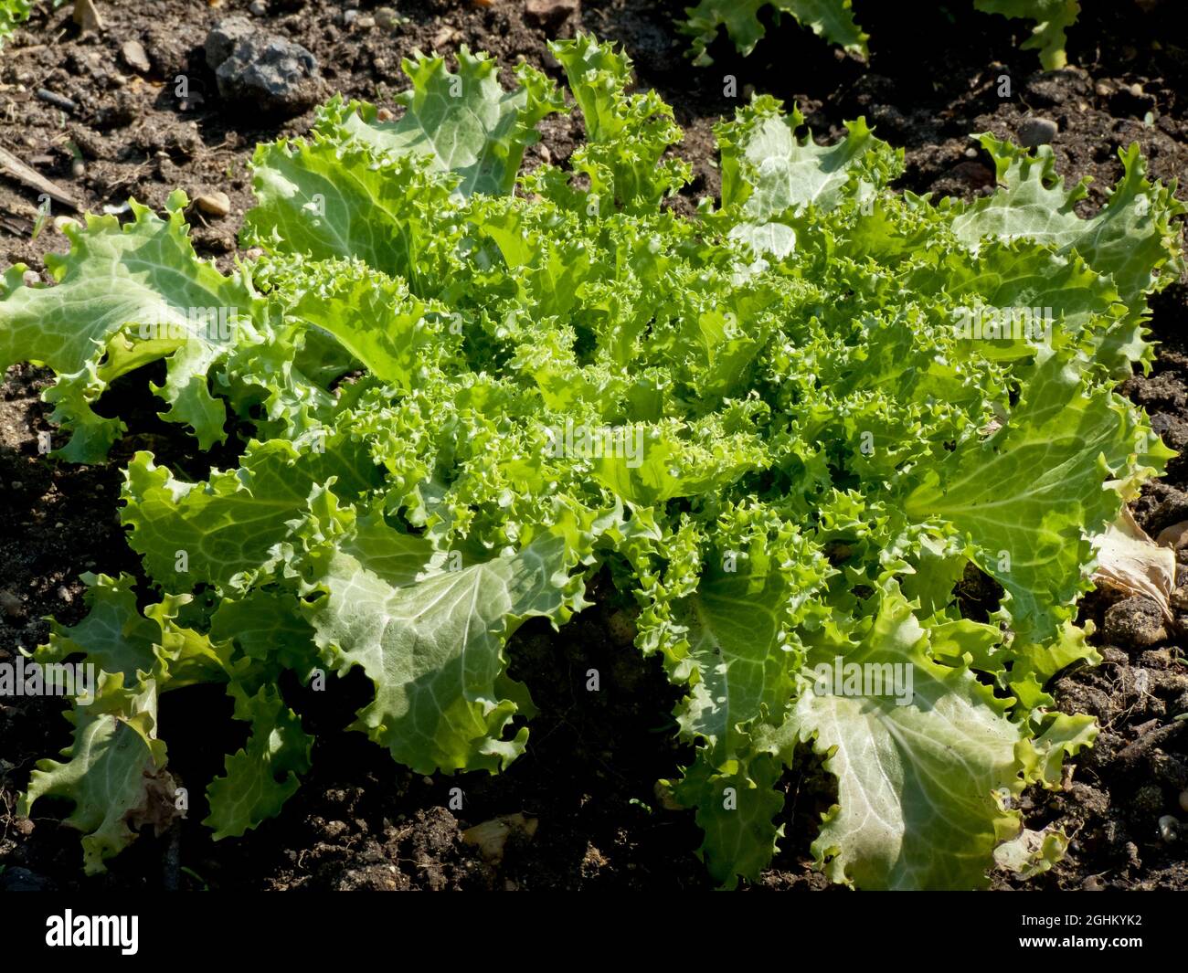 Chicoree frisee 'Dorea' Stock Photo