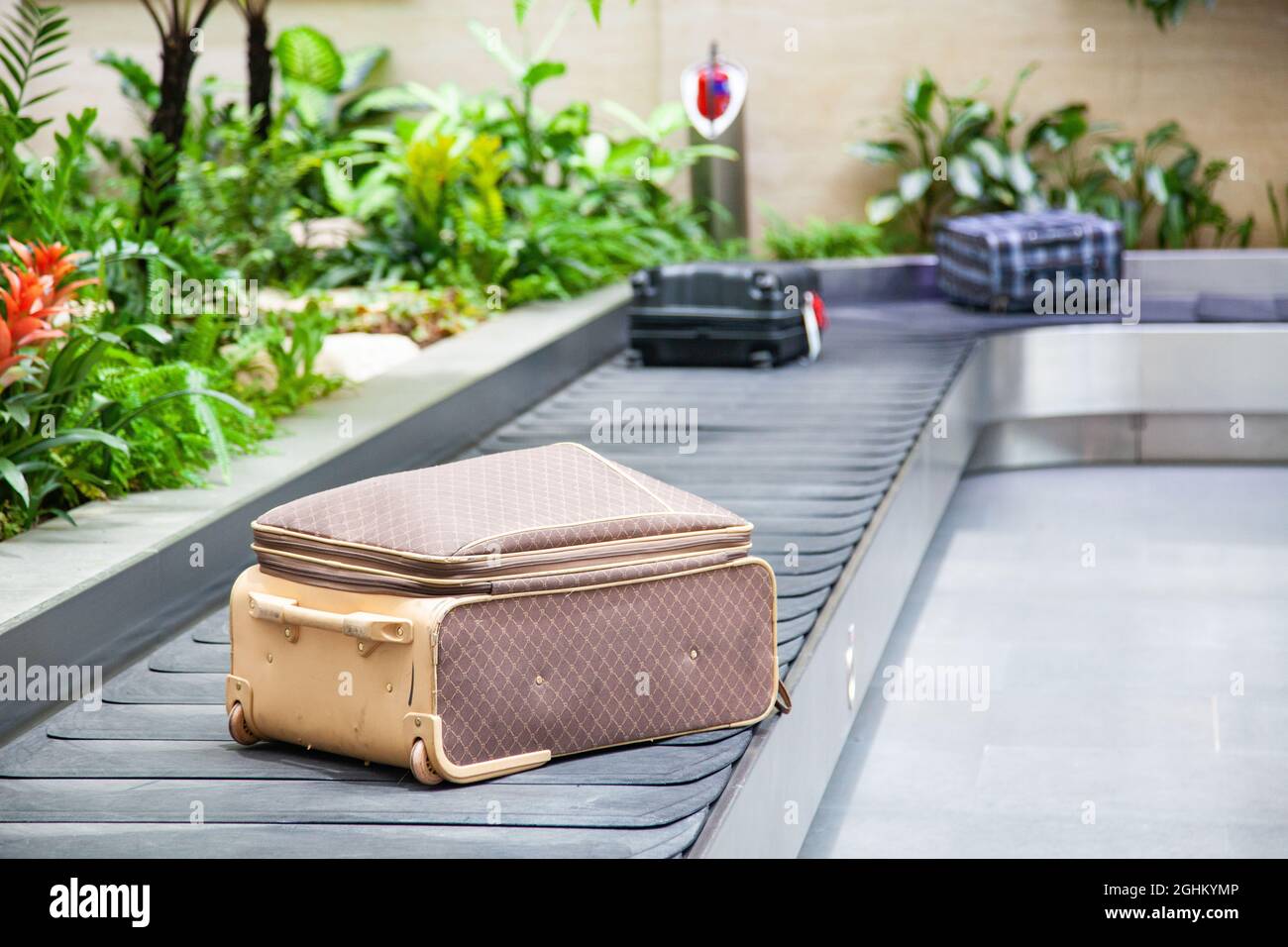 suitcase on a conveyor belt surrounded by green tropical plants in a