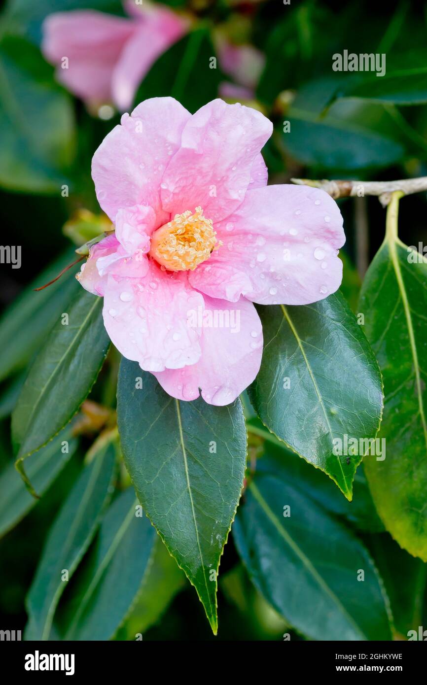 Camellia 'Magali' in bloom in a garden Stock Photo - Alamy