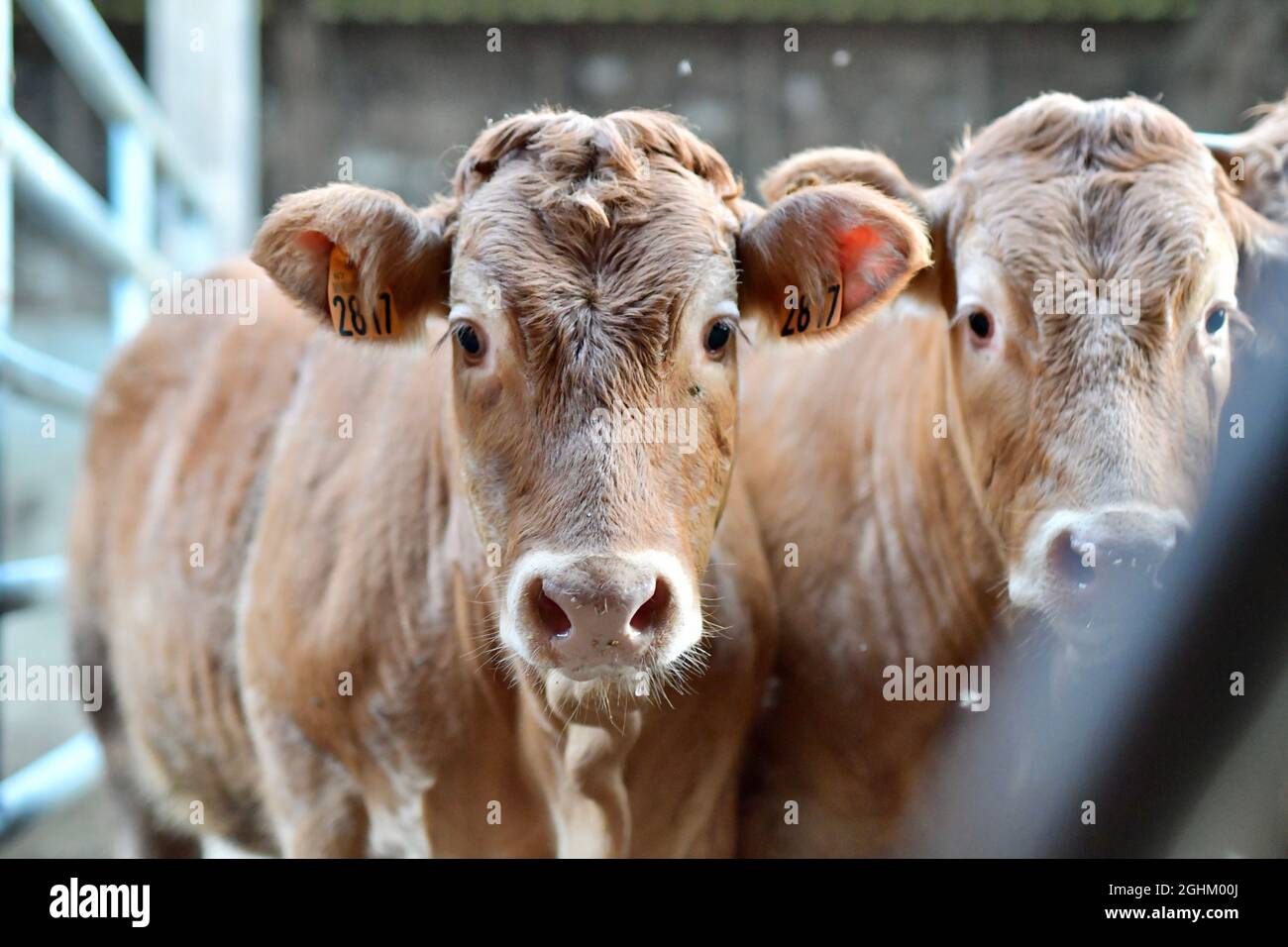 Close-up portrait of cows from a cattle farm Stock Photo - Alamy