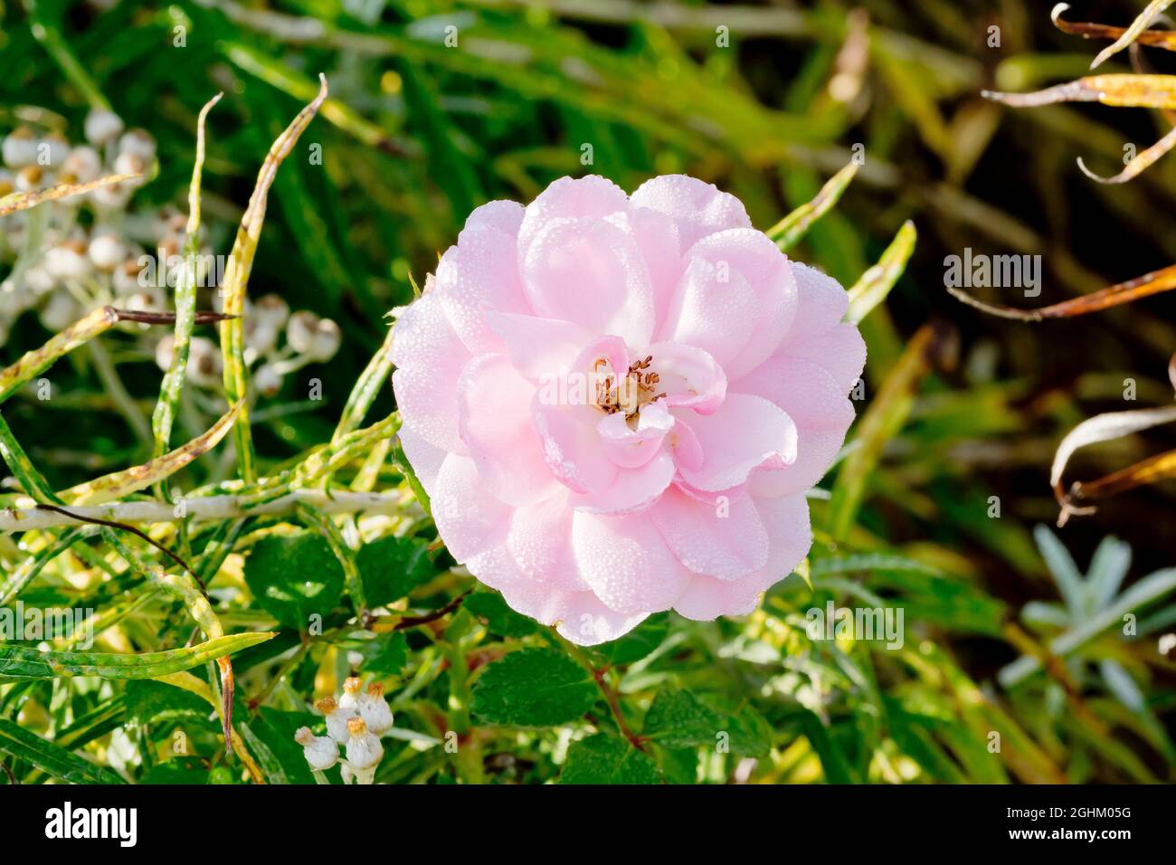 Meilland Roses Plants High Resolution Stock Photography And Images Alamy