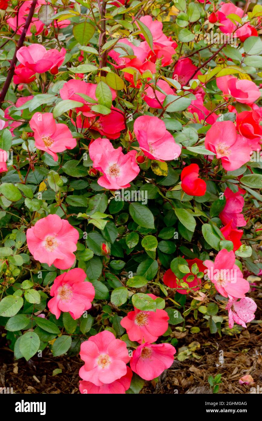 Rose tree 'Douceur Normande' in bloom in a garden Stock Photo